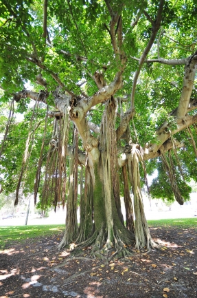 Banyan trees provide shade at Crescent Lake Park